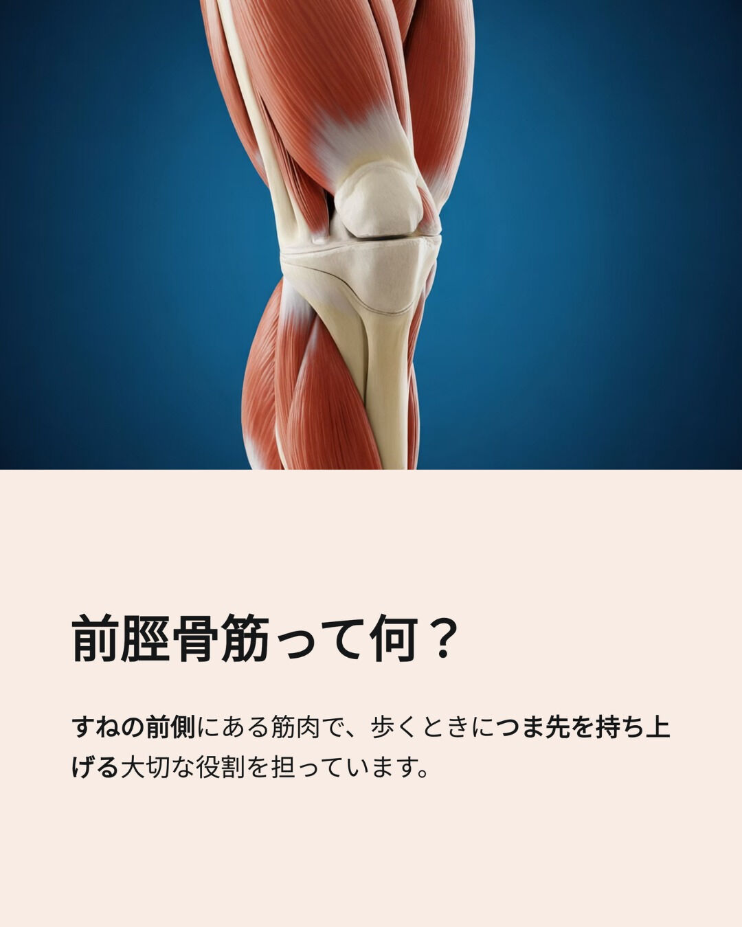 【最近つまずきやすい方へ】前脛骨筋が使えていないかもしれませ